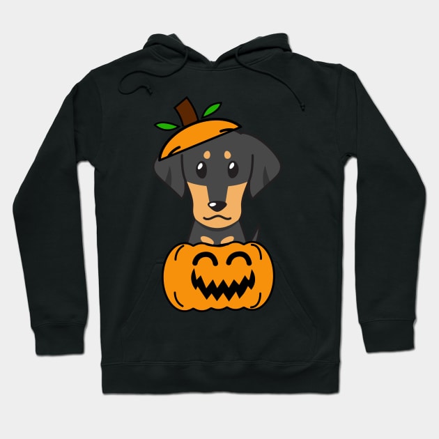 Funny dachshund is in a pumpkin Hoodie by Pet Station